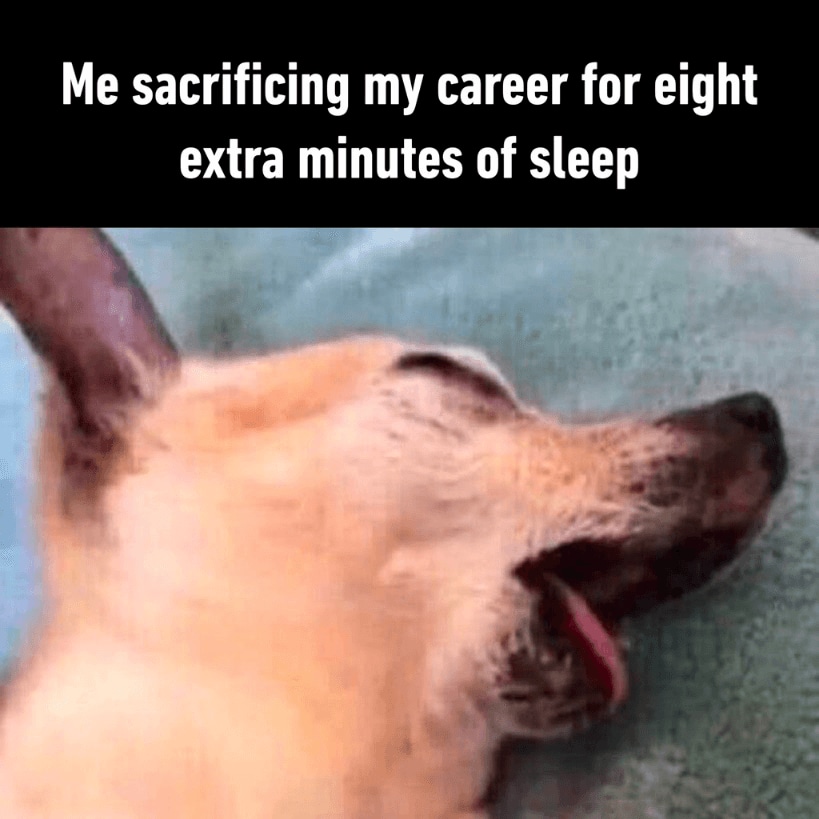 dog meme