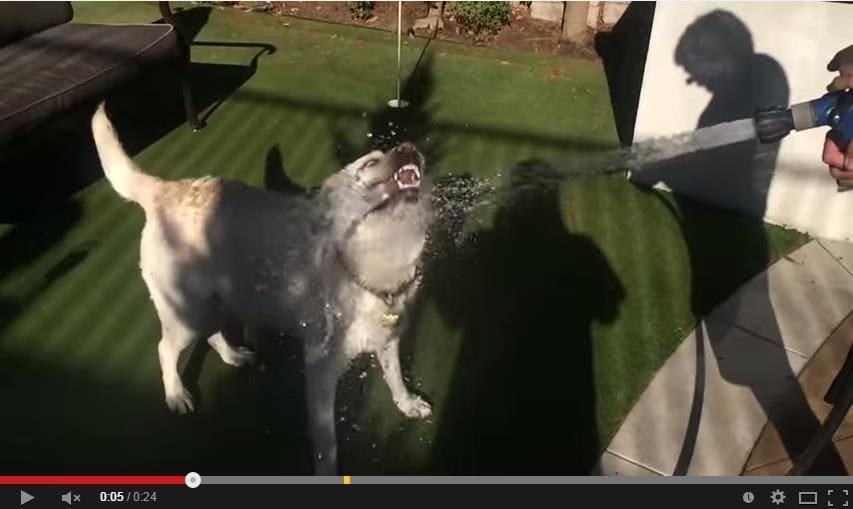 slow down dog eating water video