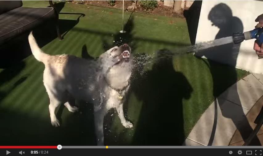 cámara lenta Perro tomando agua