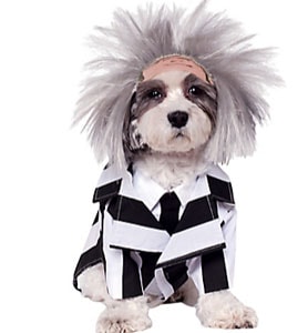 halloween costumes for dogs