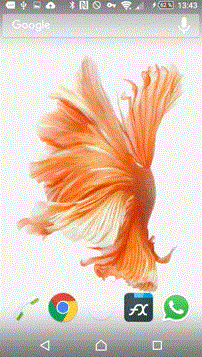 iphone fish wallpaper gif